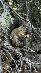 Squirrel in Rocky Mountain National Park near Estes Park, Colorado - Sep 27, 2024