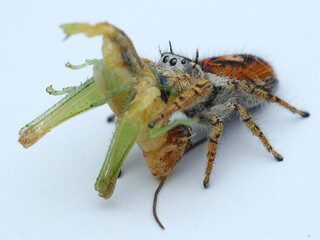 A female Phidippus mystaceus jumping spider, vibrant and fuzzy, is seen devouring its elongated, light green prey, 03 juny 2025 Indonesia