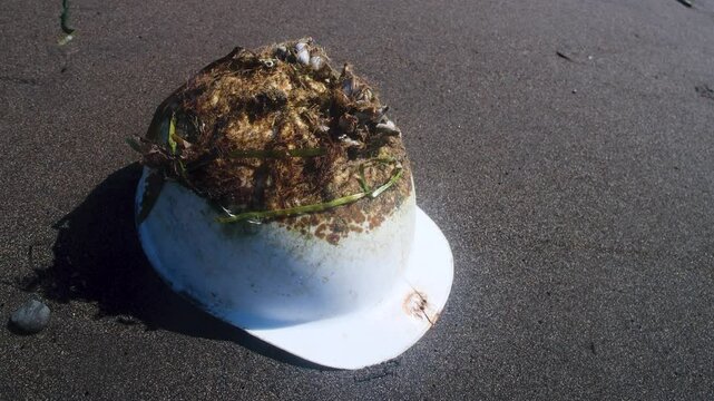 Construction helmet floated in waters of sea like mini-boat for long time and was overgrown with shellfish and algae from below. Attache biological form are same as when fouling bottom of ship