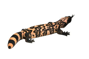 Heloderma suspectum isolated on a white background, Gila Monster isolated on white background