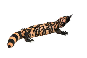 Heloderma suspectum isolated on a white background, Gila Monster isolated on white background