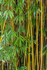 Obraz premium Thin bamboo stems with leaves in a thicket of bamboo park