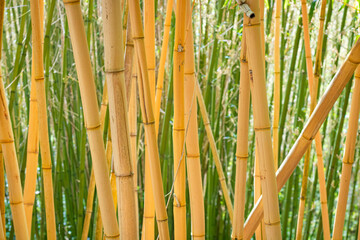 Bamboo forest on a sunny day, bright shot of yellow stems against green shoots