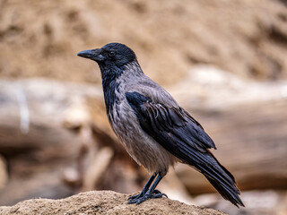 Close-Up Of a Hooded Crow Perched on a Sandy Spot Outdoors