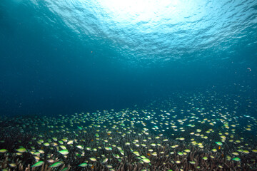 Obraz premium Diving in the incredibly wondrous underwater world of West Papua. West Papua diving is breathtakingly spectacular, and truly unforgettable