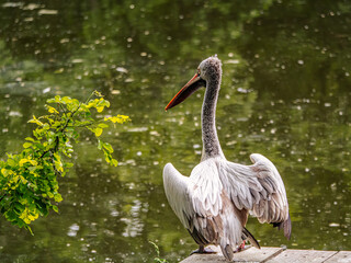 Pelican Resting Calmly by a Quiet Lake Surrounded by Lush Greenery