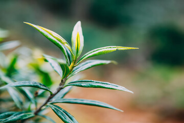 Obraz premium Serene green leaves whisper secrets of ancient Solstice rituals and Earth Day reflections amid nature's quiet botanical symphony