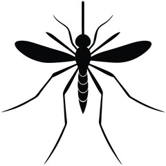 mosquito insect white background
