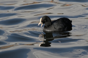 Eurasia coot swimming, with reflection in blue rippling water - Fulica atra 