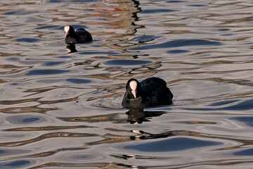 Eurasia coot swimming, with reflection in rippling water - Fulica atra 