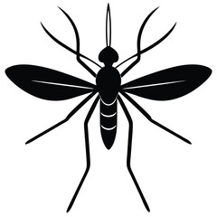 mosquito detailed on white