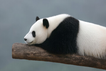 Sleeping panda blissfully naps on a branch, embodying tranquility of World Sleep Day and conserving ancient bamboo wisdom