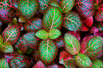 Vibrant red coleus leaves in India