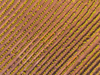 Overhead view of a blooming Marigold (Tagetes erecta) in India