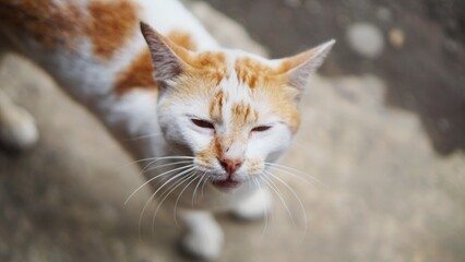beautiful video of orange and white cat