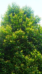 Fototapeta premium big clove tree growing with green leaves
