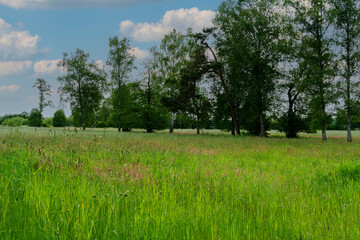 Eine Waldlichtung irgendwo in der Heide