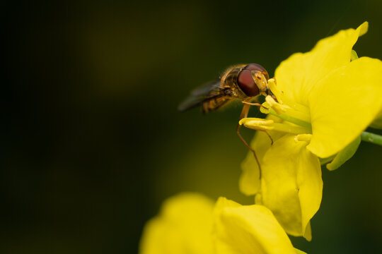 Hoverfly Pollinating a Bright Yellow Flower in Nature