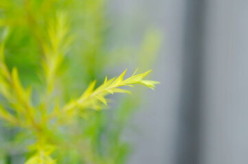 Melaleuca bracteata, Melaleuca bracteata F Muell or MYRTACEAE or  Revolution gold or yellow leaf or leaf background