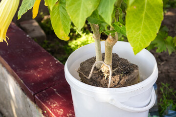 Roots of a young plant growing in a white bucket in a sunny garden setting