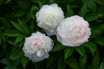 białe perłowe piwonie na tle zielonego ogrodu. white peony	