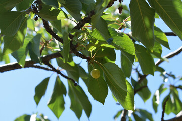 Fototapeta premium Green ripening cherry berries on tree branches. Tasty and healthy summer berries. Unripe green cherries ripen on a tree in spring and summer. Cherry tree in a private garden in Italy. 