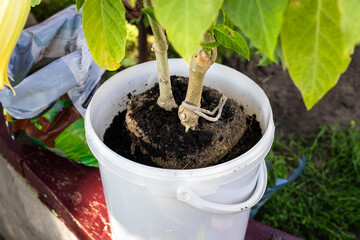 Indoor plant repotting process with fresh soil and vibrant green leaves in a sunny garden setting