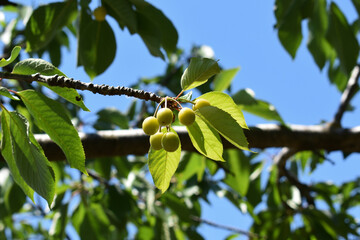 Fototapeta premium Green ripening cherry berries on tree branches. Tasty and healthy summer berries. Unripe green cherries ripen on a tree in spring and summer. Cherry tree in a private garden in Italy. 