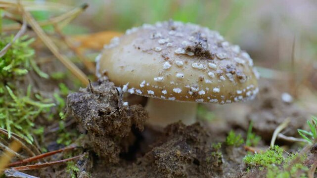 Deadly Amanita phalloides mushroom (death cap) in natural forest setting. Toxic white cap with characteristic spots. Close-up view. Medicinal and poisonous, highly dangerous fungus.