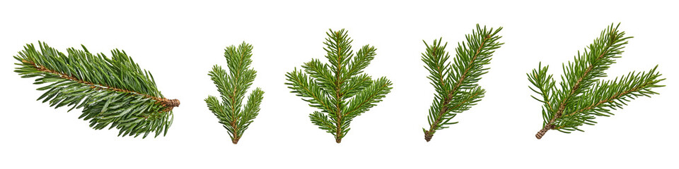Detailed close-up of five evergreen tree branches isolated against a stark black backdrop