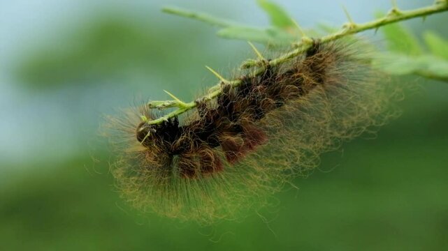 lose up of brown hairy caterpillar feeding on bush leaves with soft bokeh background. Macro insect scene with natural behavior and garden ecosystem concept.