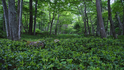 フッキソウが群生する支笏湖の森 / A forest in Lake Shikotsu where Pachysandra terminalis grows in clusters
