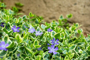Vinca major Variegata, barwinek, większy	