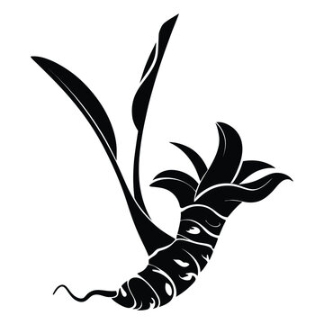 Galangal Silhouette, Vector, Illustration, Icon, Logo, White Background.
