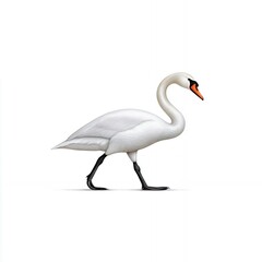 Fototapeta premium White Swan Walking on White Background Studio Shot