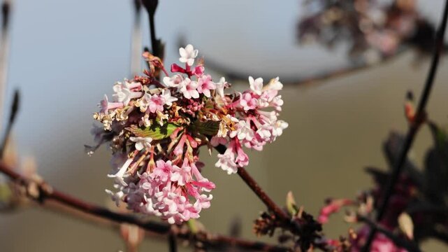 Winter snowball (Viburnum bodnantense Dawn).