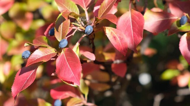 Close-up video of a Cotoneaster bush with black blue berries after morning frost.