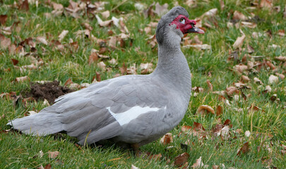 Domestic Muscovy Duck with gray feathers and red face in green grass