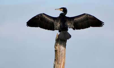Great Cormorant (Phalacrocorax carbo) drying wings on a tree stump
