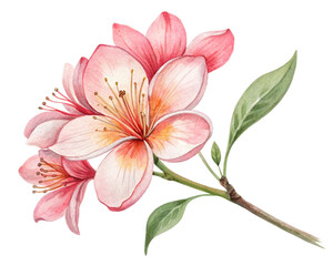Fototapeta premium Watercolor illustration flowers on pure white background 