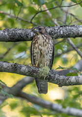 Broad-winged hawk