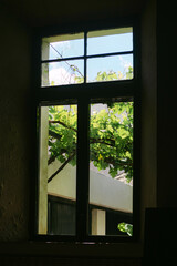 Interior view through window with grapevines outside in sunlight