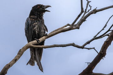 A Spangled Drongo perched on a branch beak open