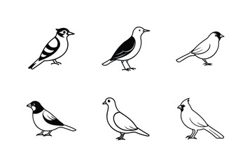Different types of birds