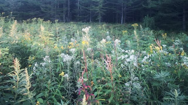 Forest meadows on the Western Sakhalin Mountains, Sakhalin. The coast of the Sea of Japan