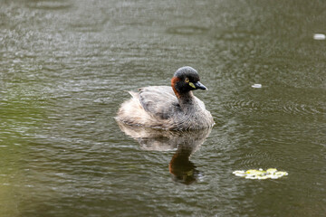 An Australasian Grebe swimming in a lake