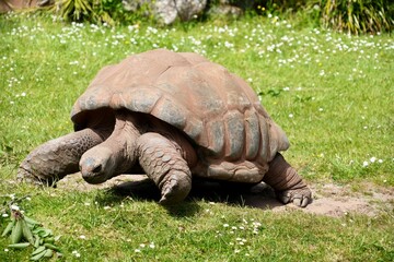 Fototapeta premium Aldabra Giant Tortoise on a grassy background. 