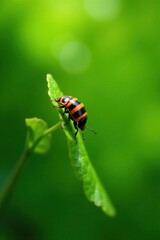 Fototapeta premium A Tiny Striped Beetle on a Vibrant Green Leaf in Nature's Embrace