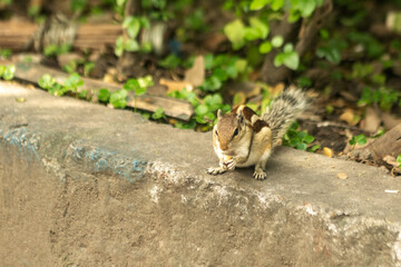 squirrel eating food