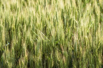 Close-up of a vibrant green wheat field, showcasing the beauty of early crop development.